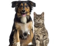 2025 Pet Registration Forms due by Dec. 31